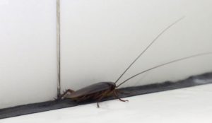 cockroach naturebels