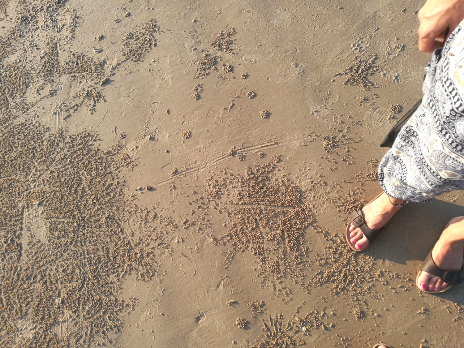 little crabs on the beach naturebels