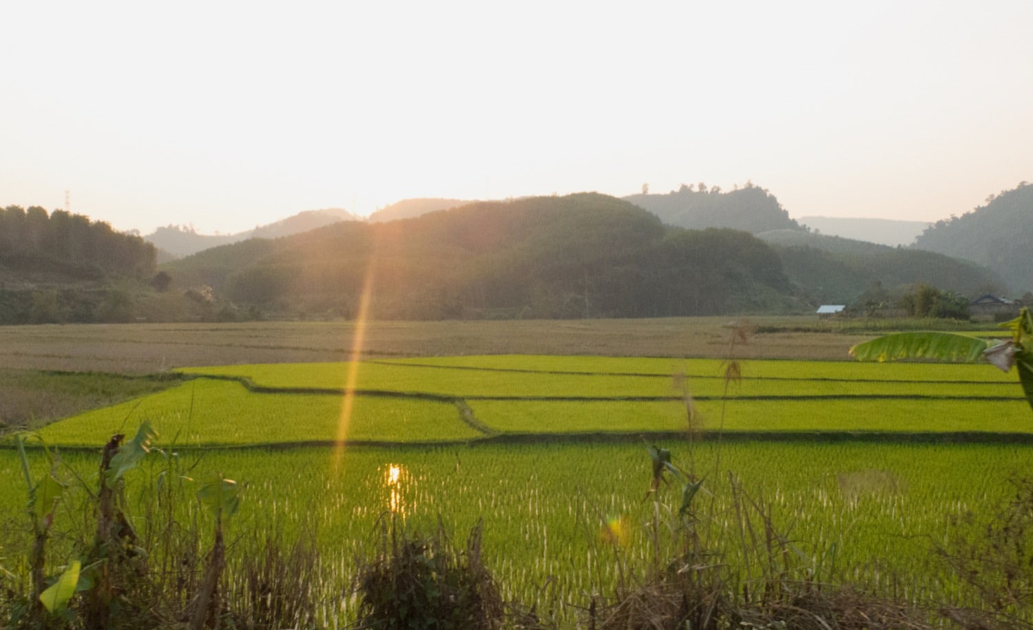 rice field laos naturebels