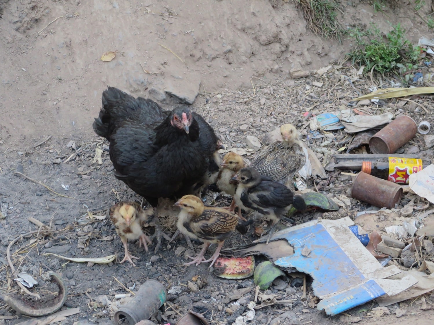 chickens eating from garbage naturebels