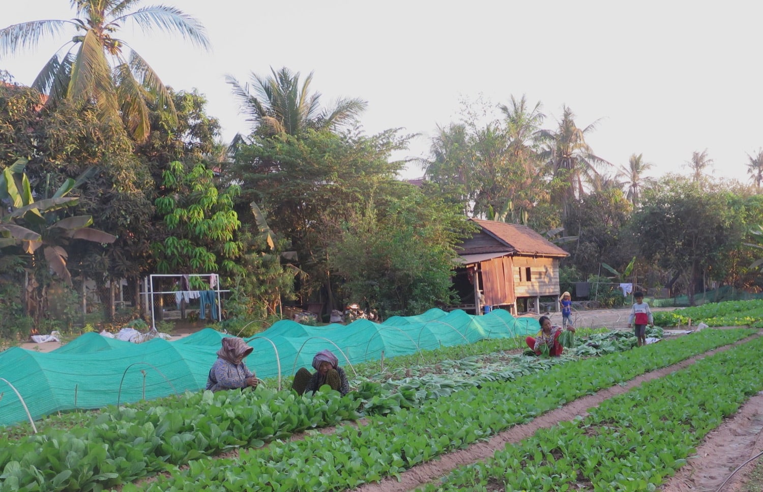 agricolture permaculture cambodia naturebels