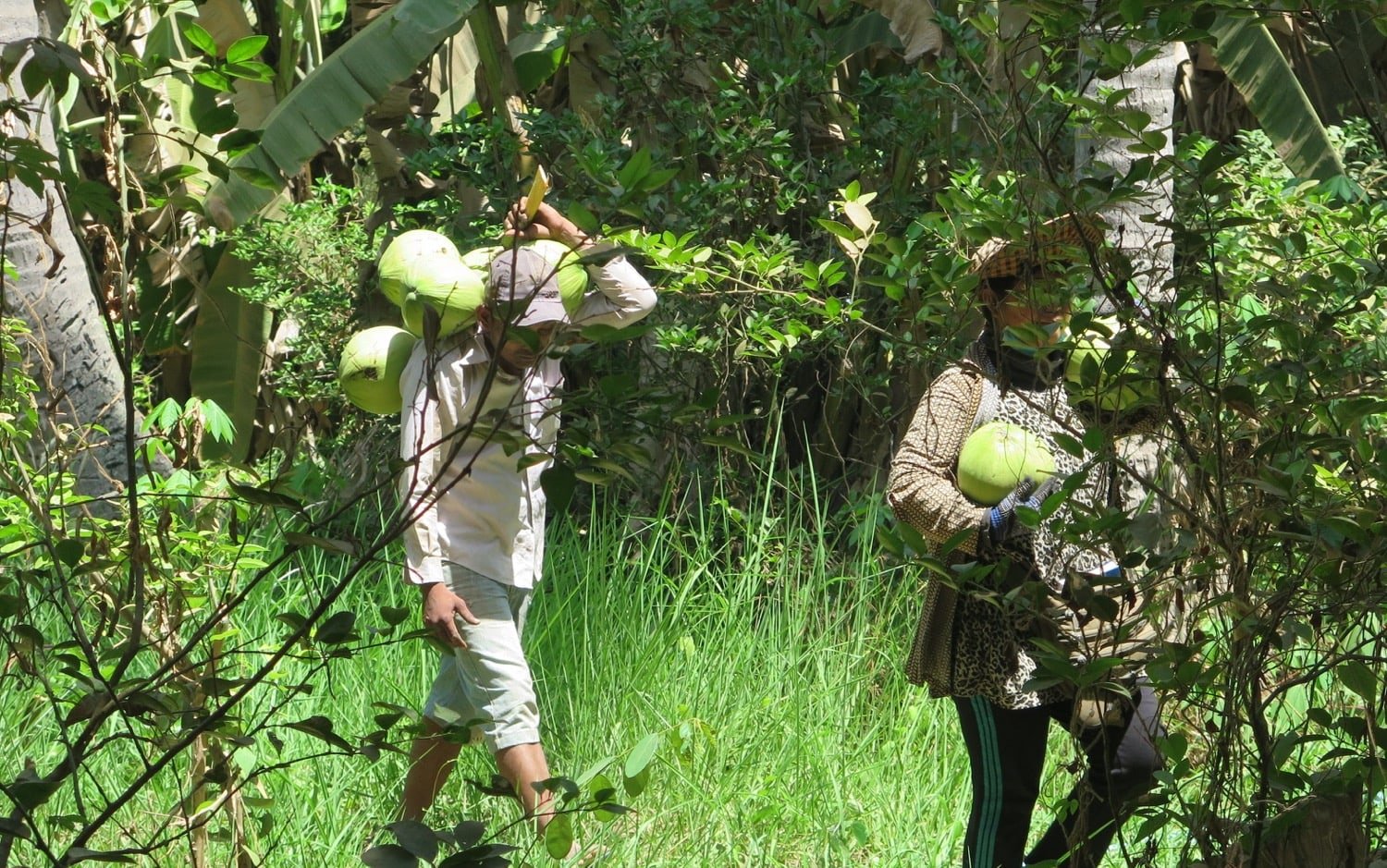 coconut picker battambang naturebels