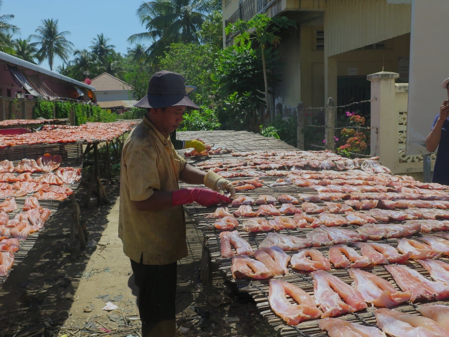 drying fish battambang naturebels