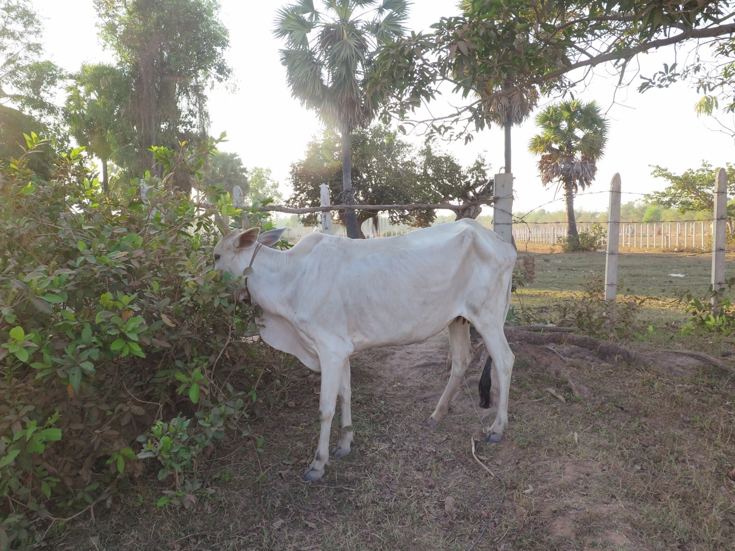 skinny cow cambodia naturebels