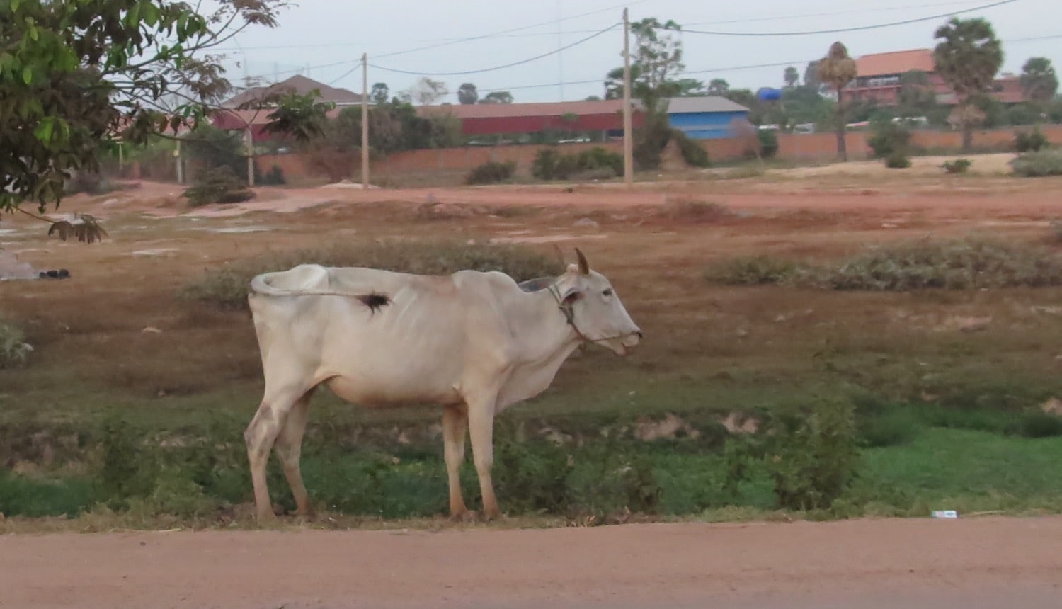 skinny cow on the road siem reap naturebels