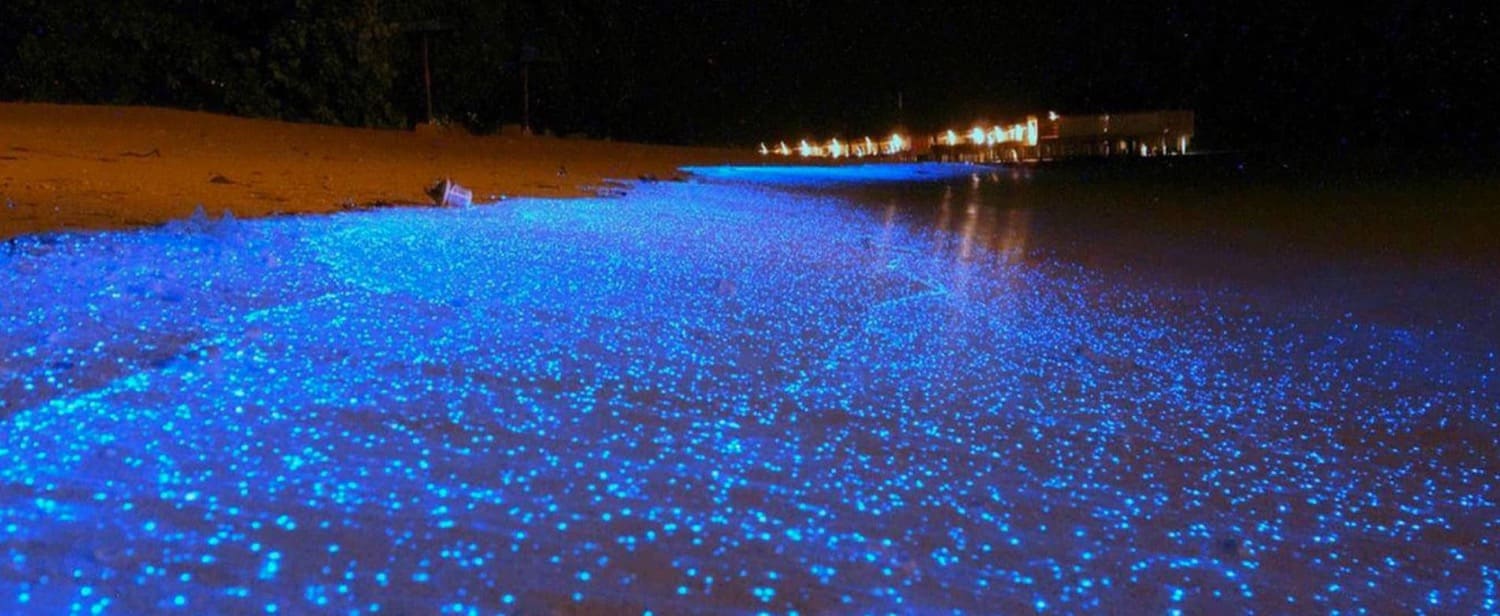 plankton bioluminescent koh rong naturebels