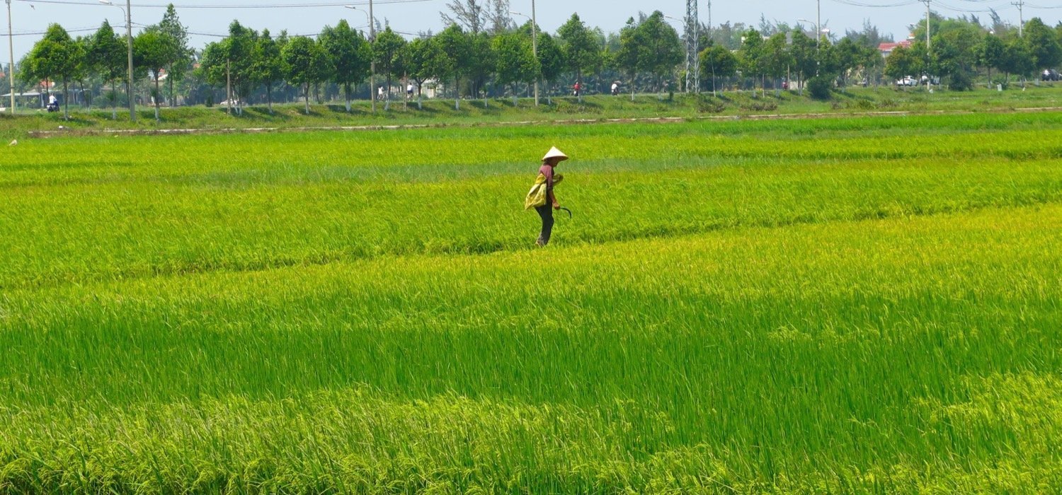 rice fields hoi an naturebels