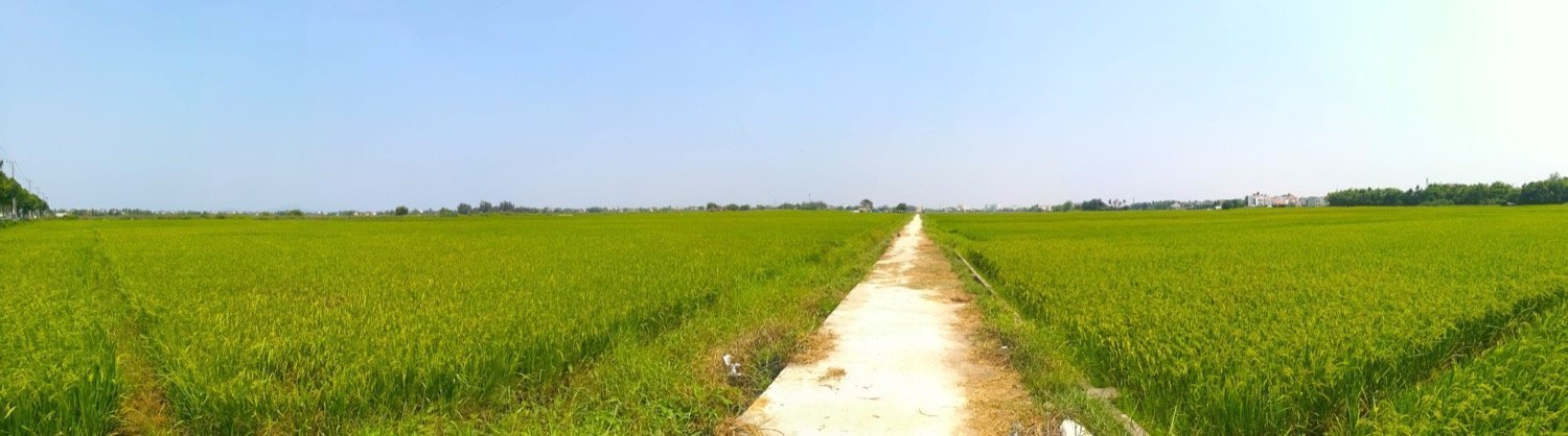 rice fields naturebels